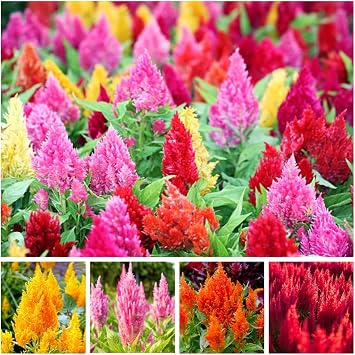 Mixed Celosia Seed for Planting, 300+ Seeds, Non-GMO, Celosia Plumosa, Cockscomb Flower Seeds, Vibrant Red, Yellow, Orange, Pink Plumes, Ideal for Dried Flowers, Cutting Gardens, Borders & Containers