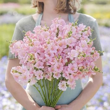 Eden Brothers Snapdragon Seeds - Chantilly Light Pink