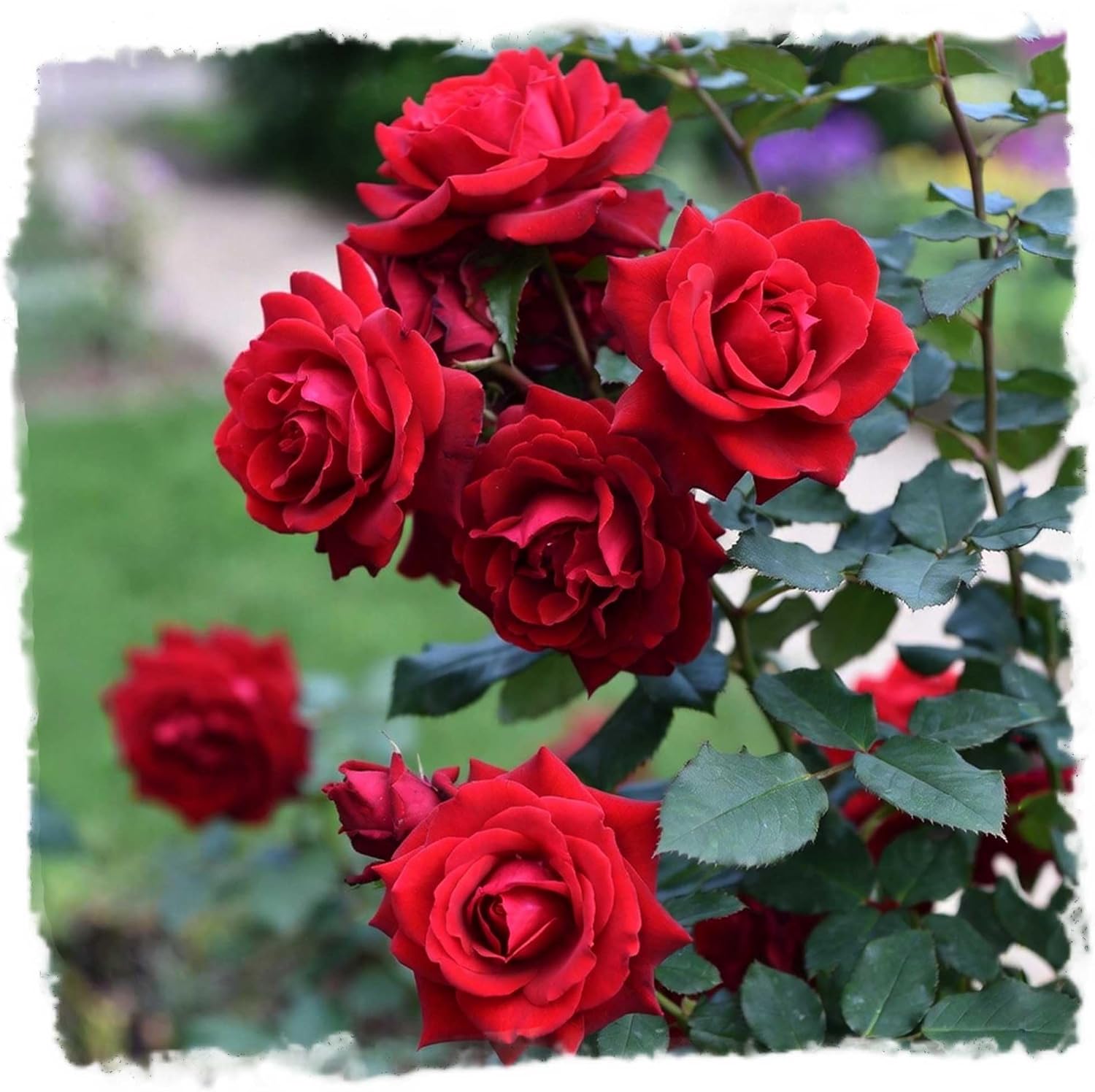 Loves Promise Rose 1.5 Gallon Potted Live Plant, Non-Stop Fragrant Red Blooms, Hybrid Tea, Stargazer Perennials