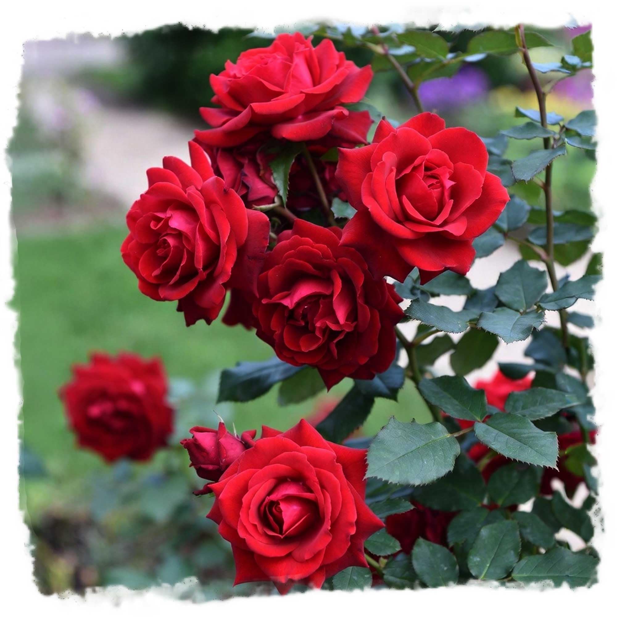 Loves Promise Rose 1.5 Gallon Potted Live Plant, Non-Stop Fragrant Red Blooms, Hybrid Tea, Stargazer Perennials