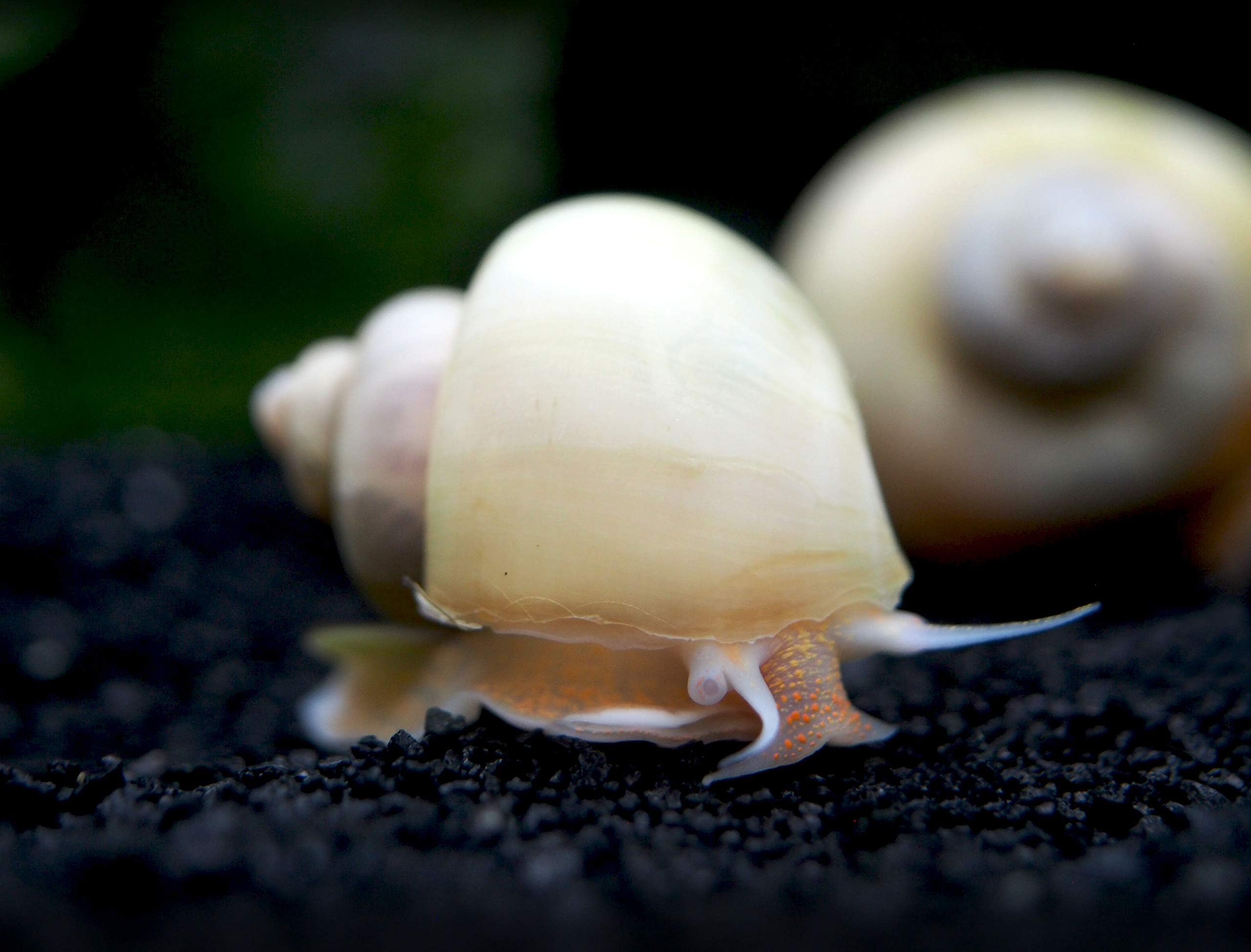 Aquatic Arts 1 Live Ivory Mystery Snail | Freshwater Aquarium Control / Glass Clearer | Safe in Tetra / Guppy / Betta Fish Tanks | Tank Decor