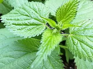 Hundredfold Organic Stinging Nettle 1 Gram Herb Seeds - Common Nettle, Stinger, Urtica dioica, Shipped in Canada