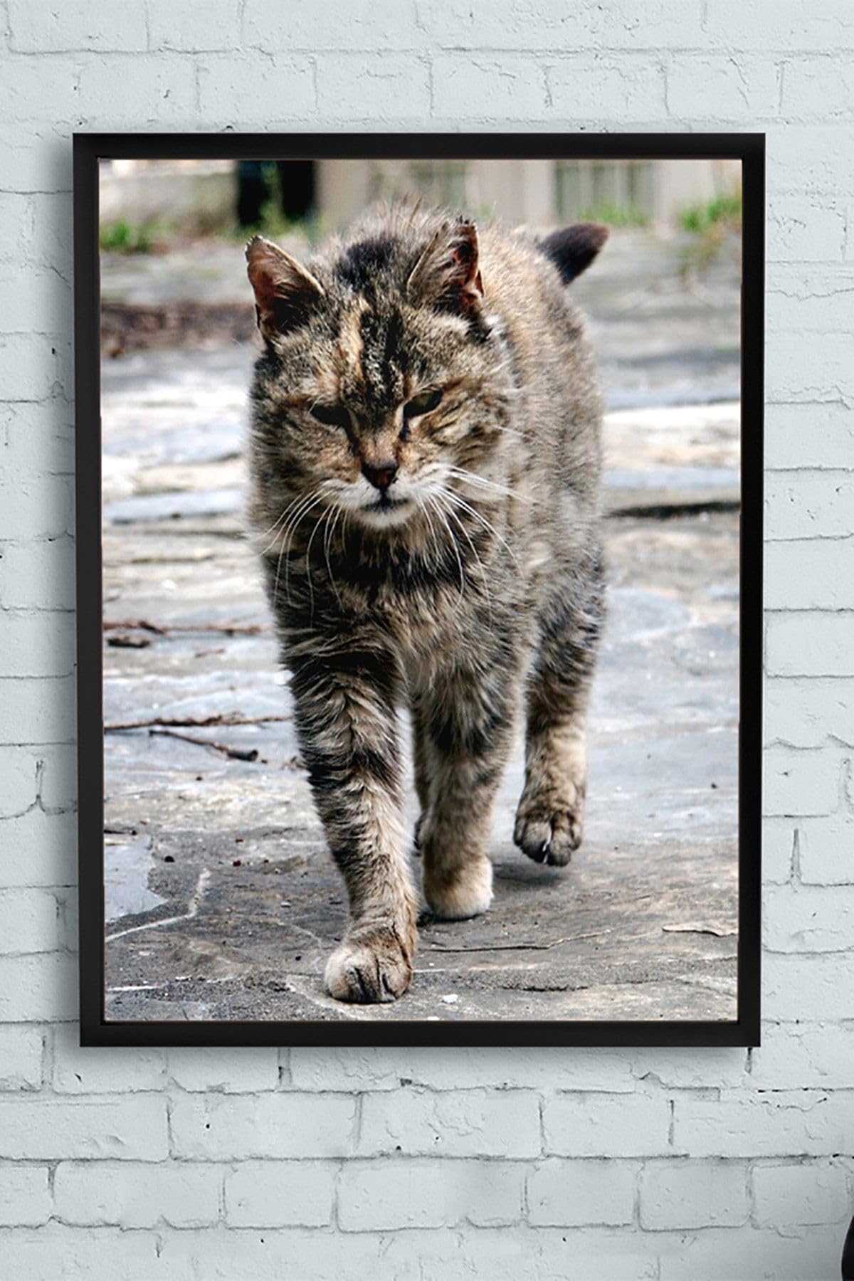 Postermanya (pster11548) Kedi Hayvan Çerçeveli Tablo 3 (30 X 40cm)
