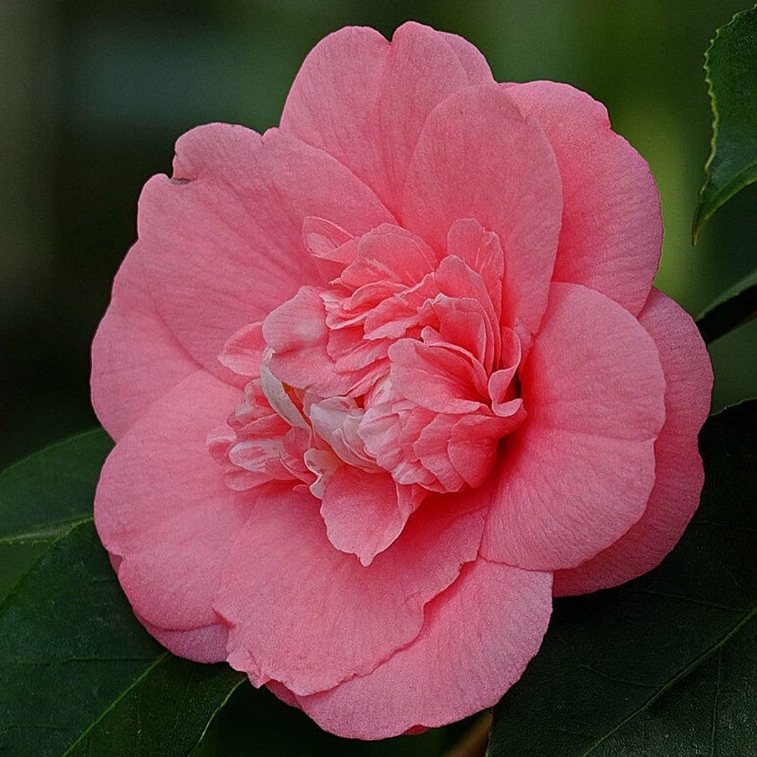 SANJU Flower Plant Camellia Pink Perfection flower Live Plant Rare