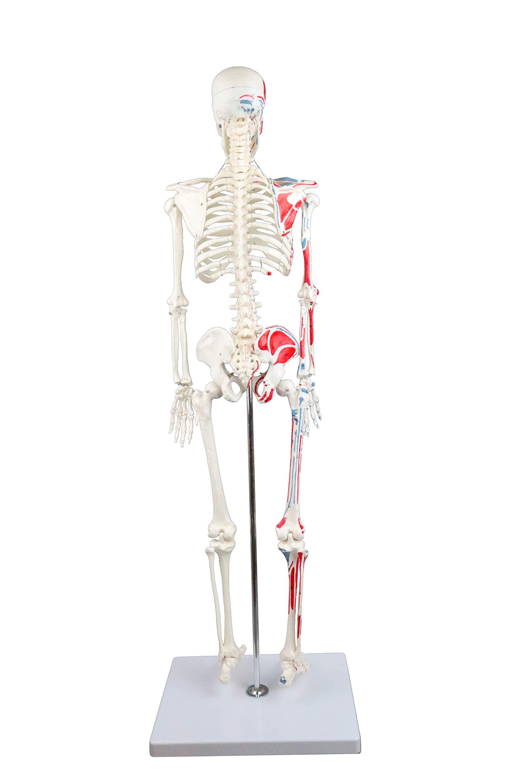 Vision Scientific VAS204 Half Size Human Skeleton- 33” (84cm) with Muscles | Wired for Natural Movement | Labeled Diagram Included