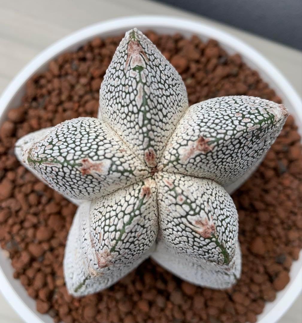 恩塚鸞鳳玉 アストロフィツム ランポー 恩塚 サボテン アストロフィツ