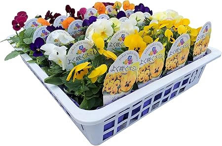 Amazon Co Jp 春まで次々と咲いて楽しめる よく咲くスミレ苗 おまかせmix 個セット パンジー ビオラ 3 5号ポット ベテラン契約生産者さんが心を込めて育てた 極上スミレ 寒さに強い 花苗 おまかせ 園芸 ガーデニング 寄せ植え 鉢花 鉢植え 苗木 花苗 誕生日 記念日