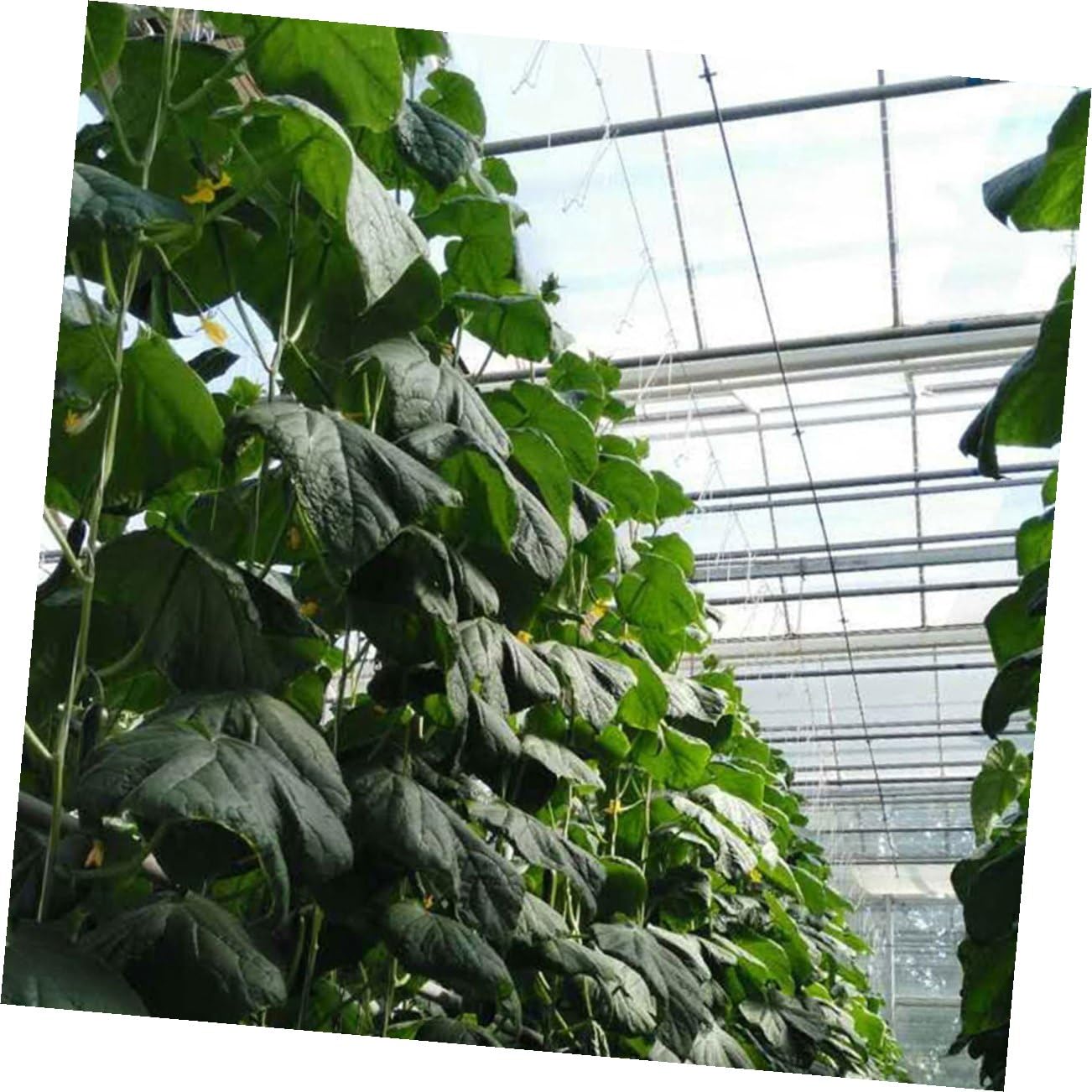 GANAZONO 2sets Ganci per Giardinaggio con per Supporto Piante Kit di Trellis per Pomodori e Cetrioli Ganci Metri di Corda per Massimizzare La Crescita Spazi Ridotti