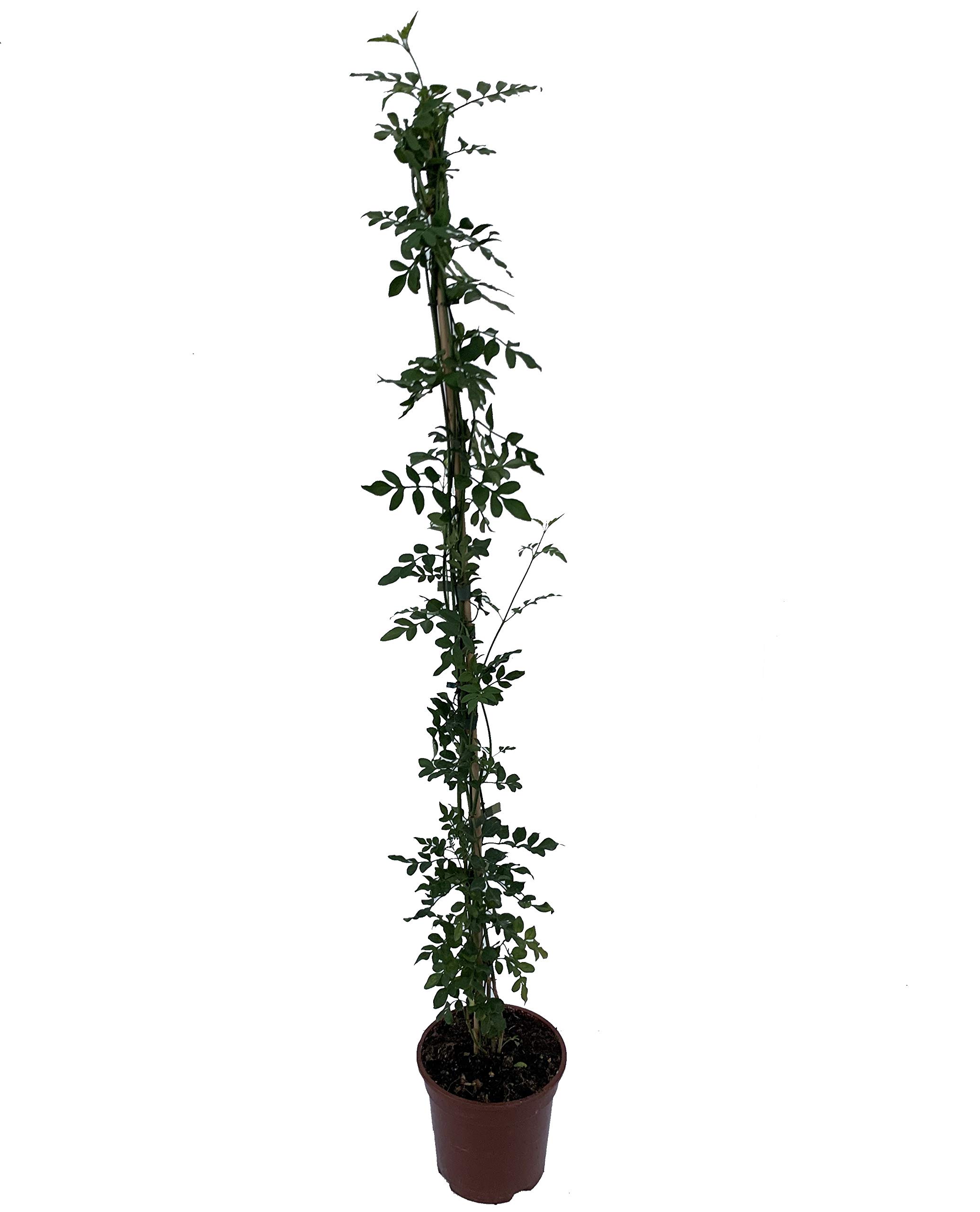 Jazmín - Jazmín Común - Jazmín Officinale - Maceta 18cm. - Altura total aprox. 50cm. - Planta viva - (Envíos sólo a Península)