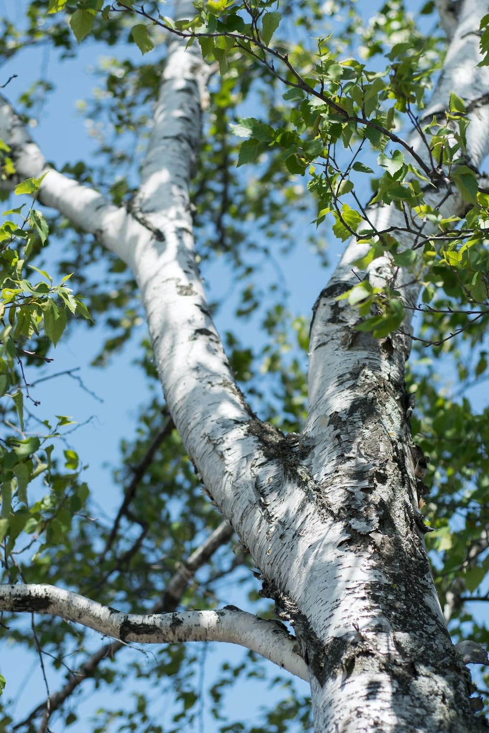 Betulla bianca alba "Betula pendula" in vaso ø28 cm h oltre 2 metri Vivaio di Castelletto