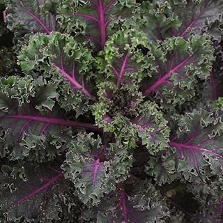 Vegetable Seed Kale Midnight Sun– Hardy Annual Easy to Grow Kitchen Garden Allotment Grow Your own Winter Hardy Versatile Vegetable 1 Packet (20 Seeds) by Thompson and Morgan
