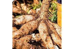 QAUZUY GARDEN Cassava Leaf Seeds for Planting