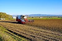 Vista 5 de Kurosengoku harina de soja tostada 3.5oz. Preciosa soja negra de Hokkaido, Japón. Para veganos y conscientes de la salud. Sin OMG, sin MSG, sin