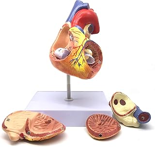 2X Enlarged Human Heart Anatomical Model,Anatomically Accurate Heart Model Human Skeleton Anatomy for Science Classroom Study Display Teaching Medical Model