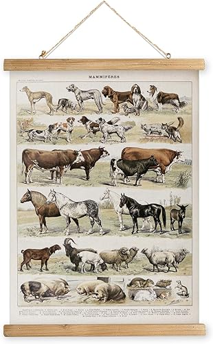 MIDEFINCH Póster artístico vintage de mamíferos ilustrados con marco de madera, decoración clásica zoológica para colgar en la pared para aulas,