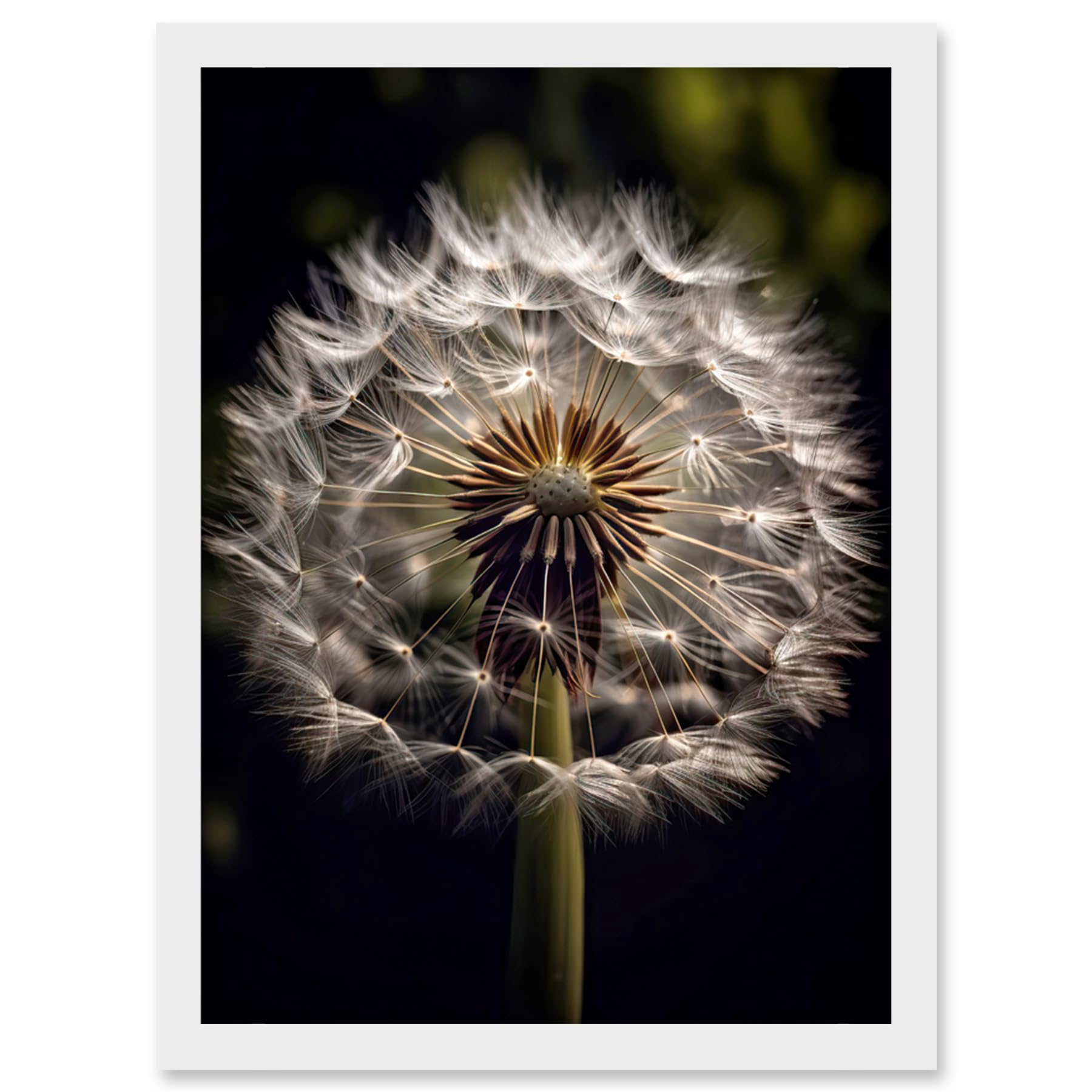 Artery8 Dandelion Flower Pappus Macro Photograph Dark Close Up Detail Artwork Framed Wall Art Print A4
