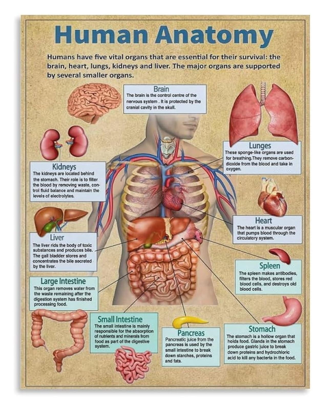 JRBJWYVV Biology Classroom Decor Human Anatomy Body Systems Science Educational Poster Chart for Students(Framed,16x24inch(40x60cm))