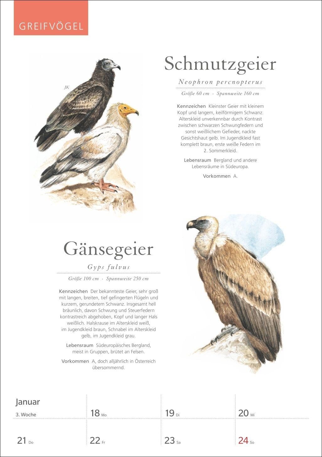 KOSMOS Was fliegt denn da? Wochenplaner 2027 - Der Kalender zum KOSMOS-Naturführer: Der Kalender zum KOSMOS Naturführer. Die bunte Vogelwelt unserer ... und fundierten Informationen