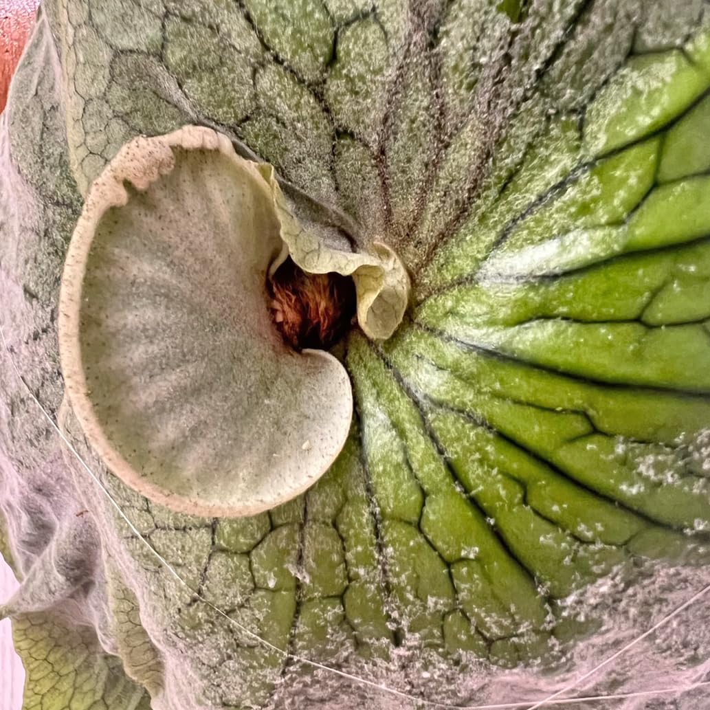 板付 森の王冠！大人気の大型種 ビカクシダ グランデ g1 【公式通販】