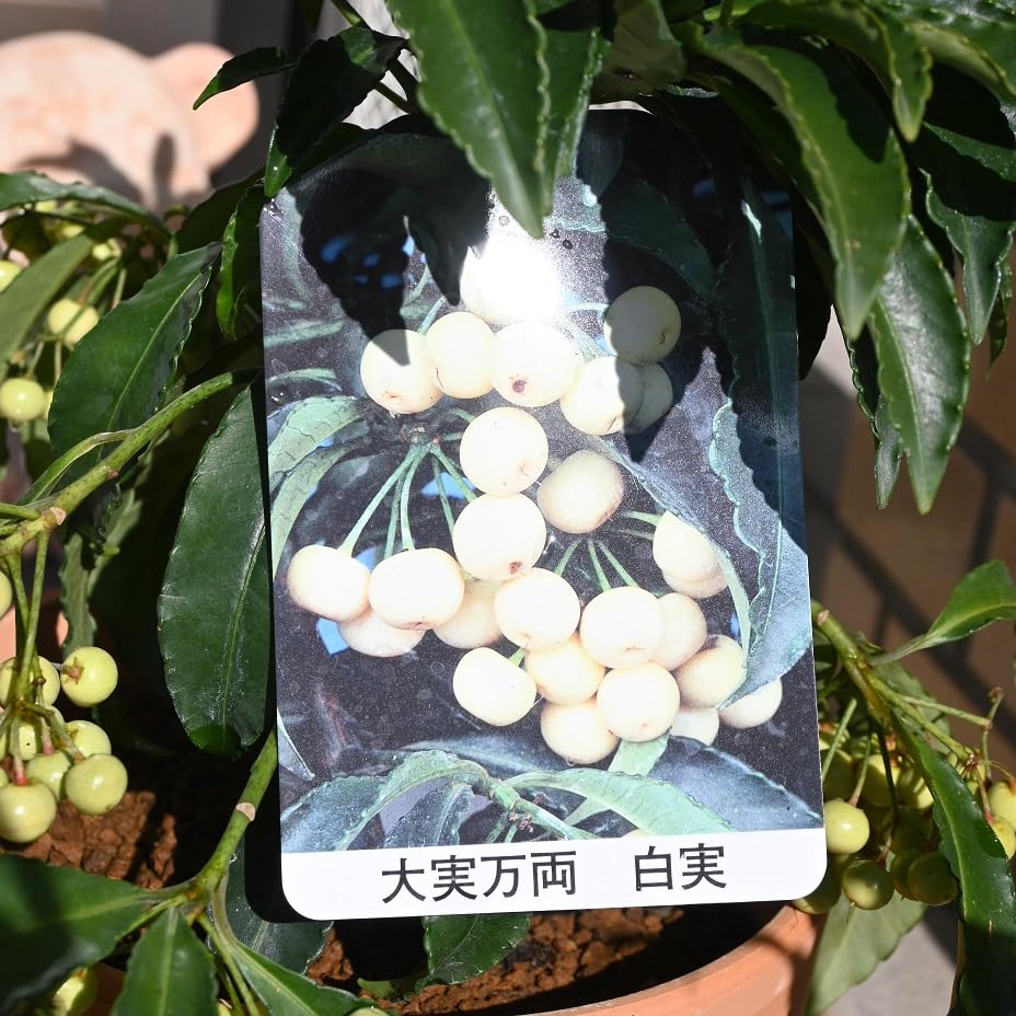 万両 紅白苗木セット