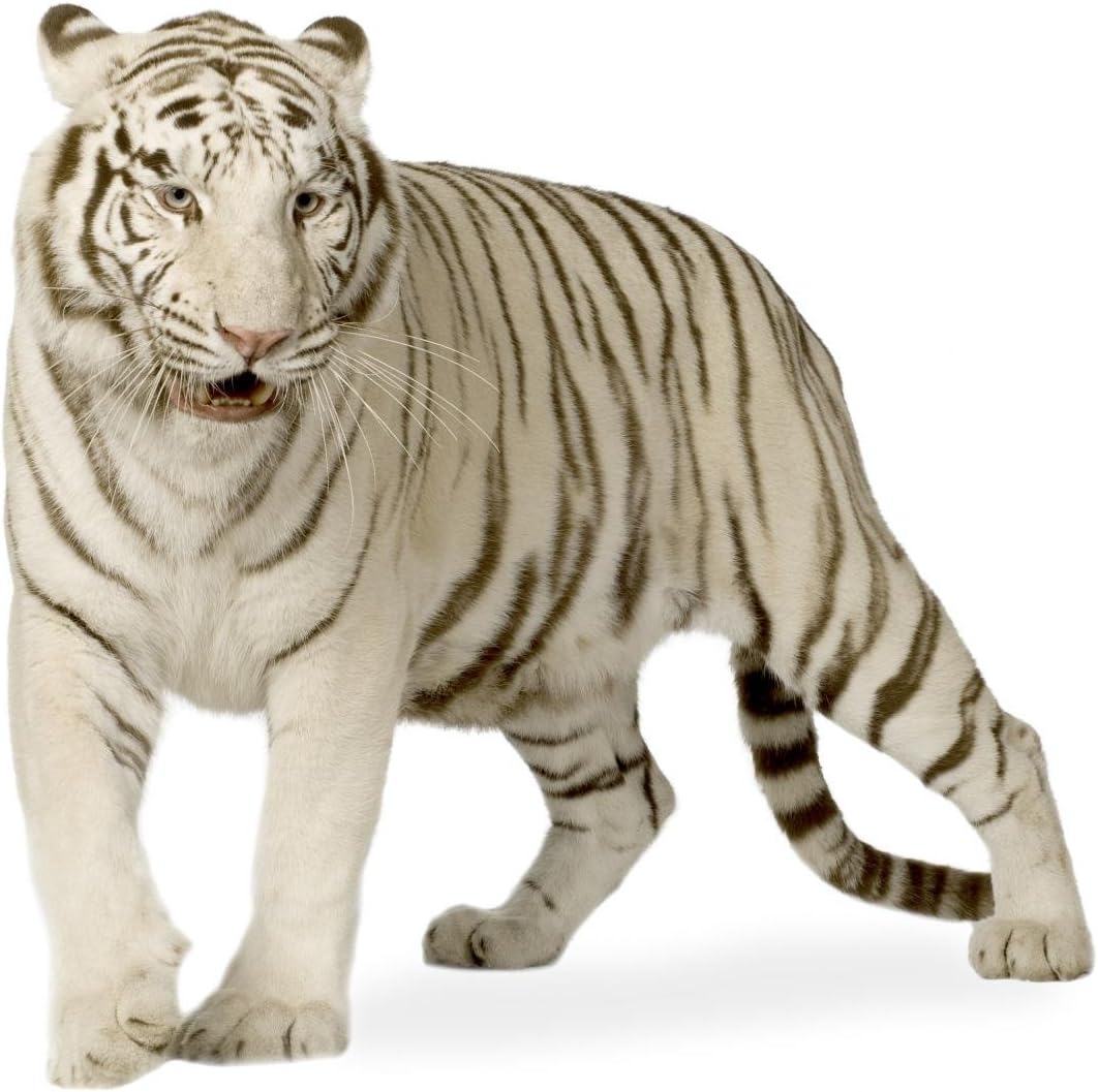 Wallmonkeys White Tiger Years Wall Decal Peel and Stick Graphic WM347296 (24 in W x 22 in H)