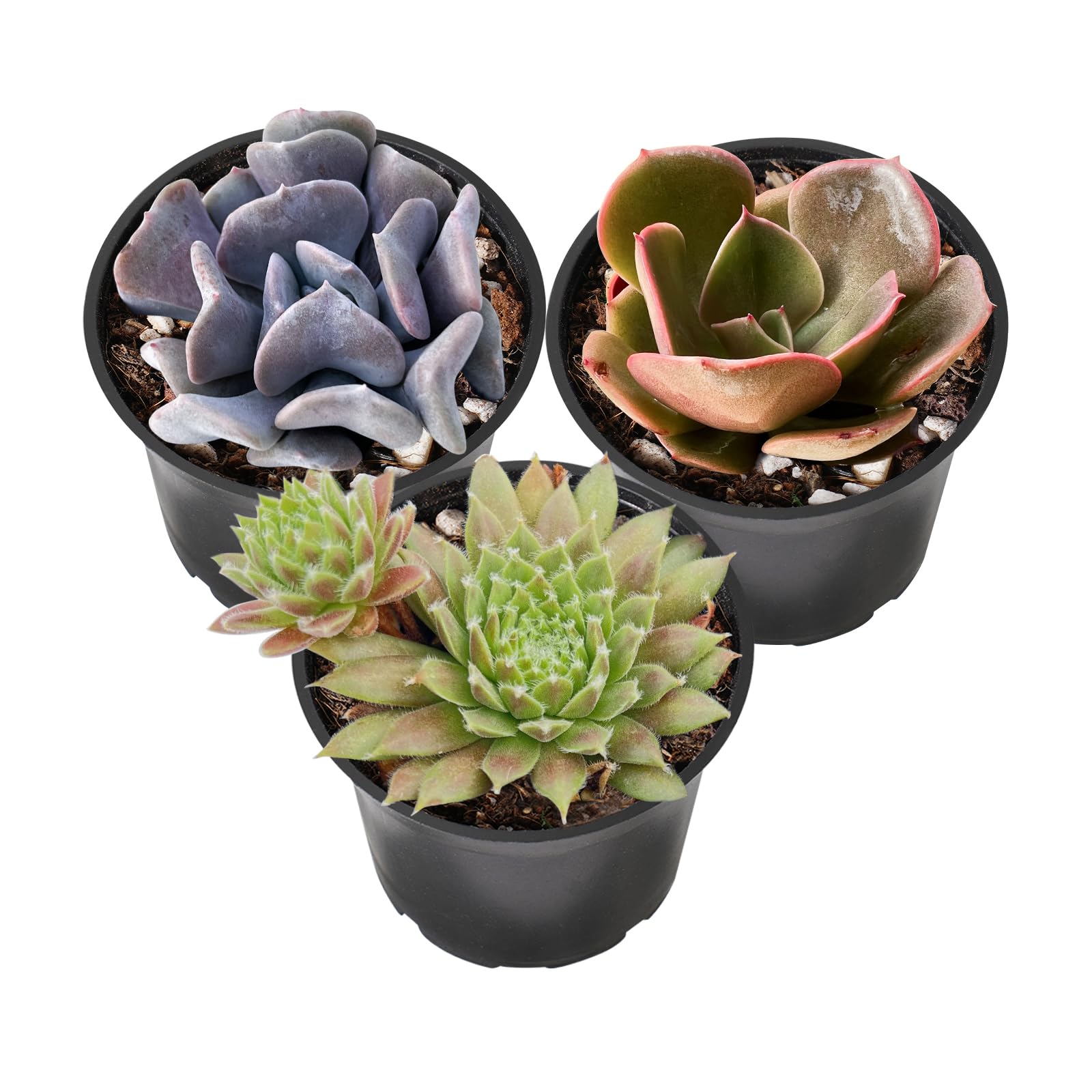 Sprout N Green Purple Succulents Collection