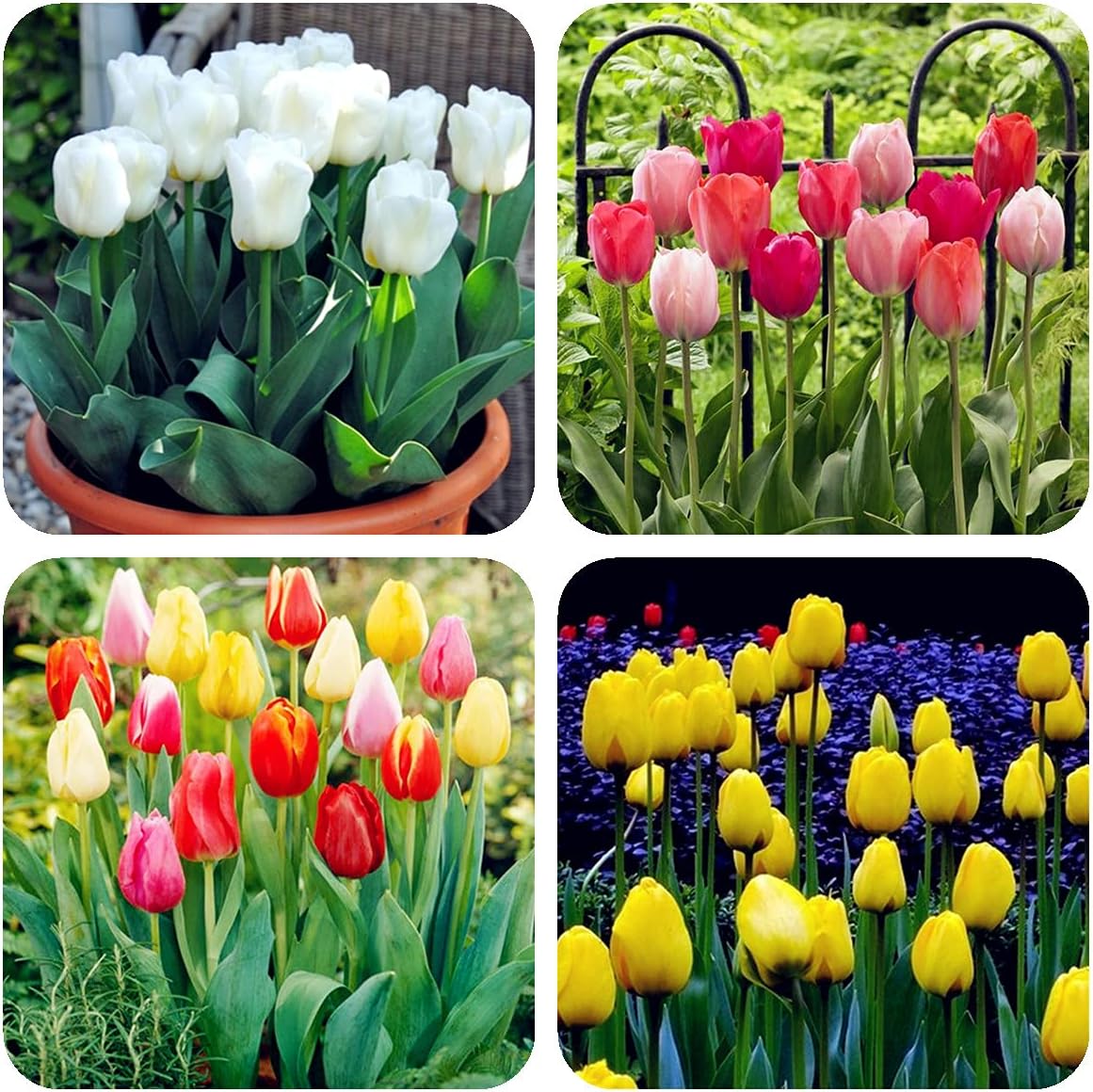チュウリップ球根 春に育てられ 屋外で育てられたチューリップ 絶妙で魅力的