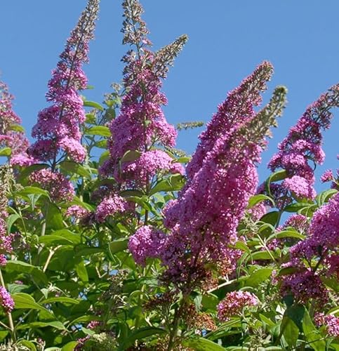 Zwerg Hänge Sommerflieder Little Pink 30-40cm - Buddleja