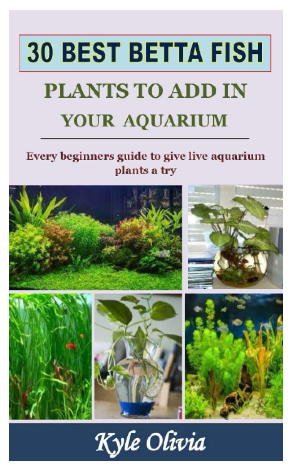Buy 30 BEST BETTA FISH S TO ADD IN YOUR AQUARIUM Every beginners guide