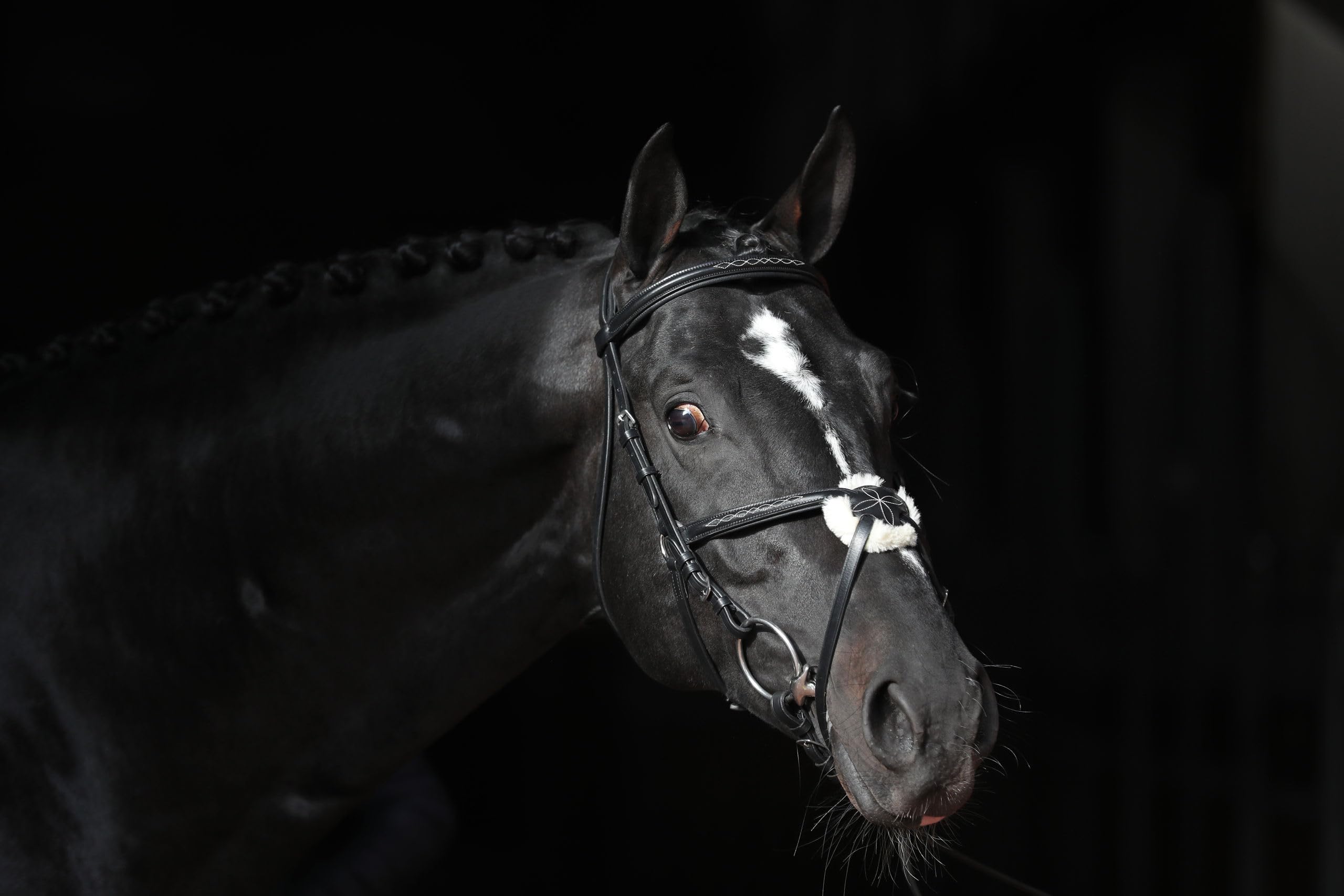 Briglia Cancun nero, pony
