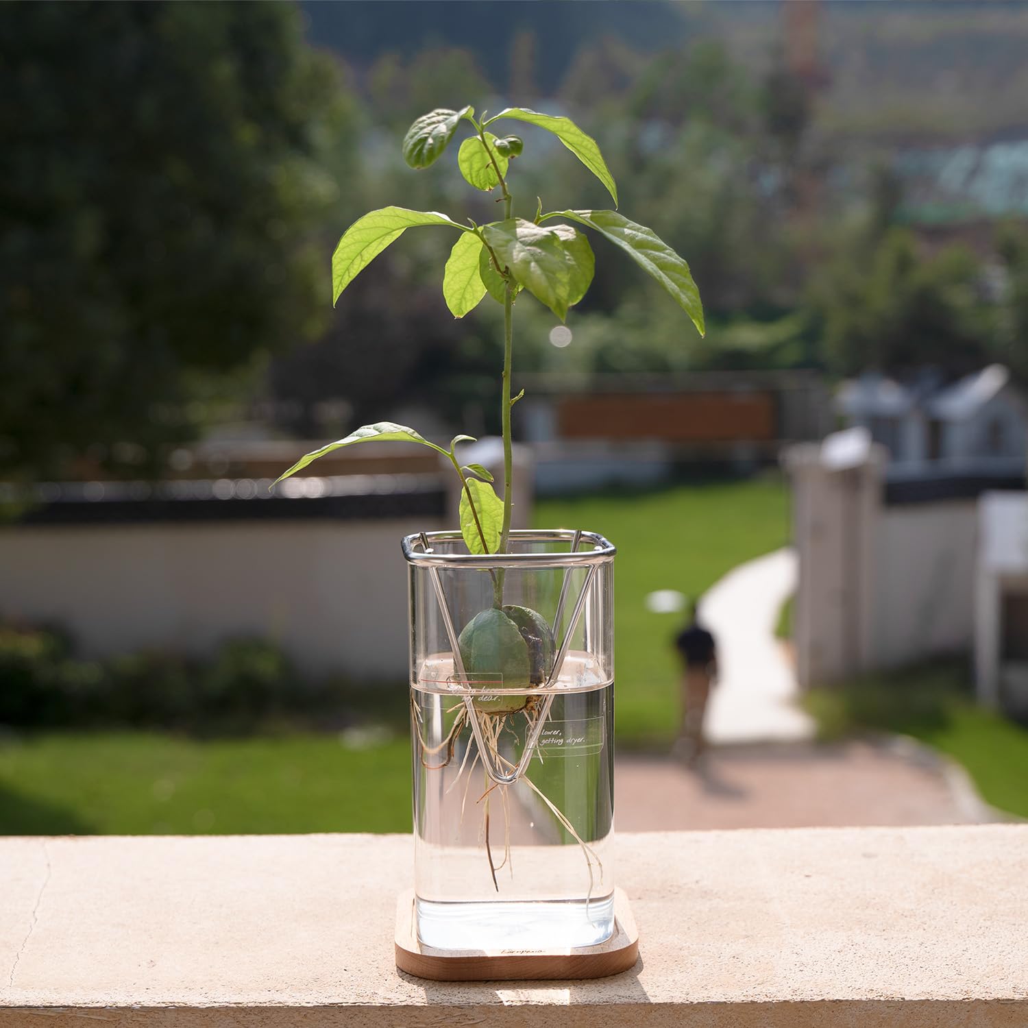2 Vases Hydroponiques En Verre Pour Faire Pousser Des Avocats - Design Transparent - Jardinage Intérieur