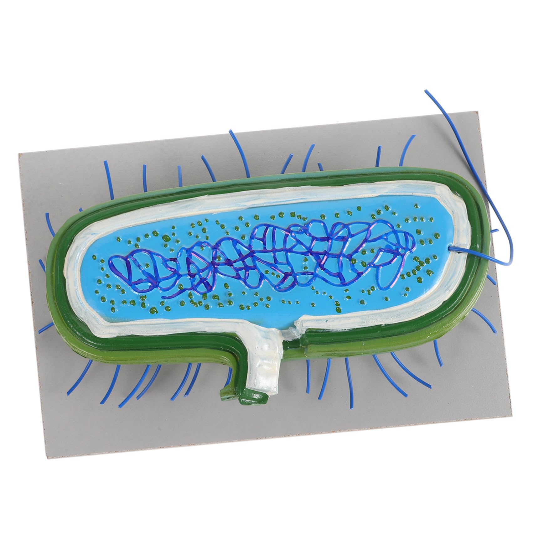 GALPADA Modèle Biologique en PVC pour Démonstrations en Classe, Design Esthétique, Suscite Scientifique chez Garçons, Filles et Étudiants