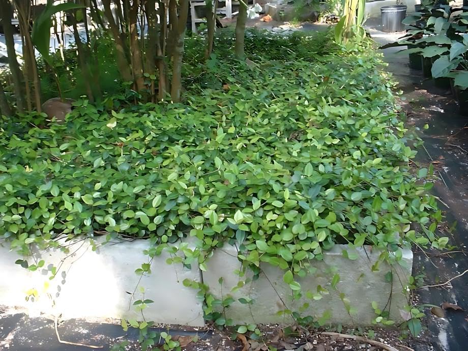 Asiatic/Dwarf Asian/Minima/Japanese/Yellow Star Jasmine (50 Bare Root Plants)