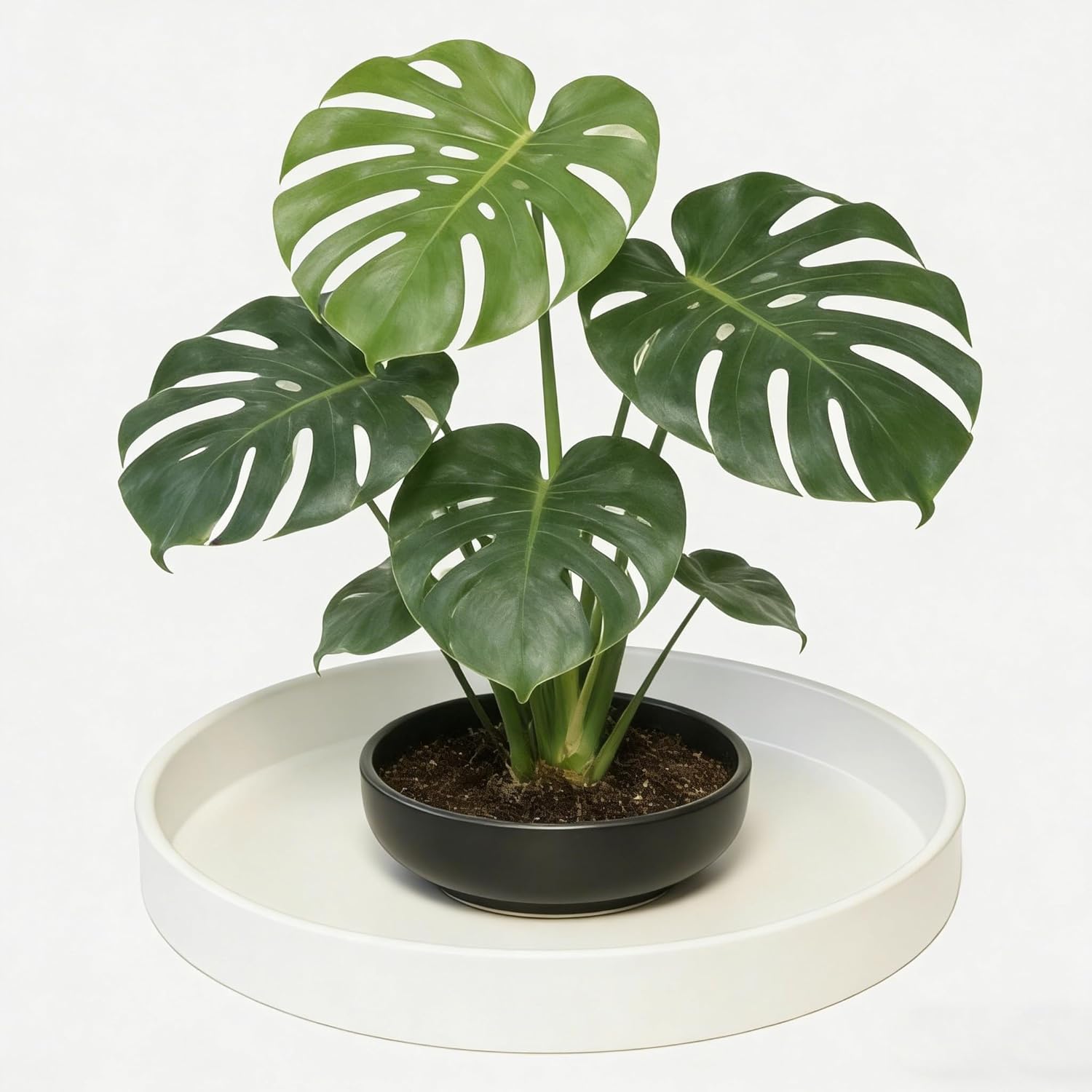 1 Pack 16 inch Plant Saucer Drip Tray, Heavy Sturdy Plastic Planter Flower Pot Drainage Tray Plate Saucers for Indoor Outdoor Garden, Plant Water Drip Trays for pots Base (16", Creamy White)