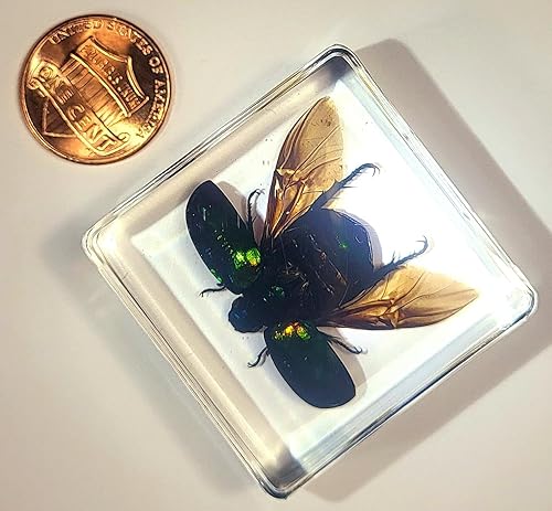 Miniatura 5 de Escarabajo Chafer verde real de 1.496 pulgadas con alas abiertas en resina de lucite cristalina, muestra preservada, varios insectos animales,