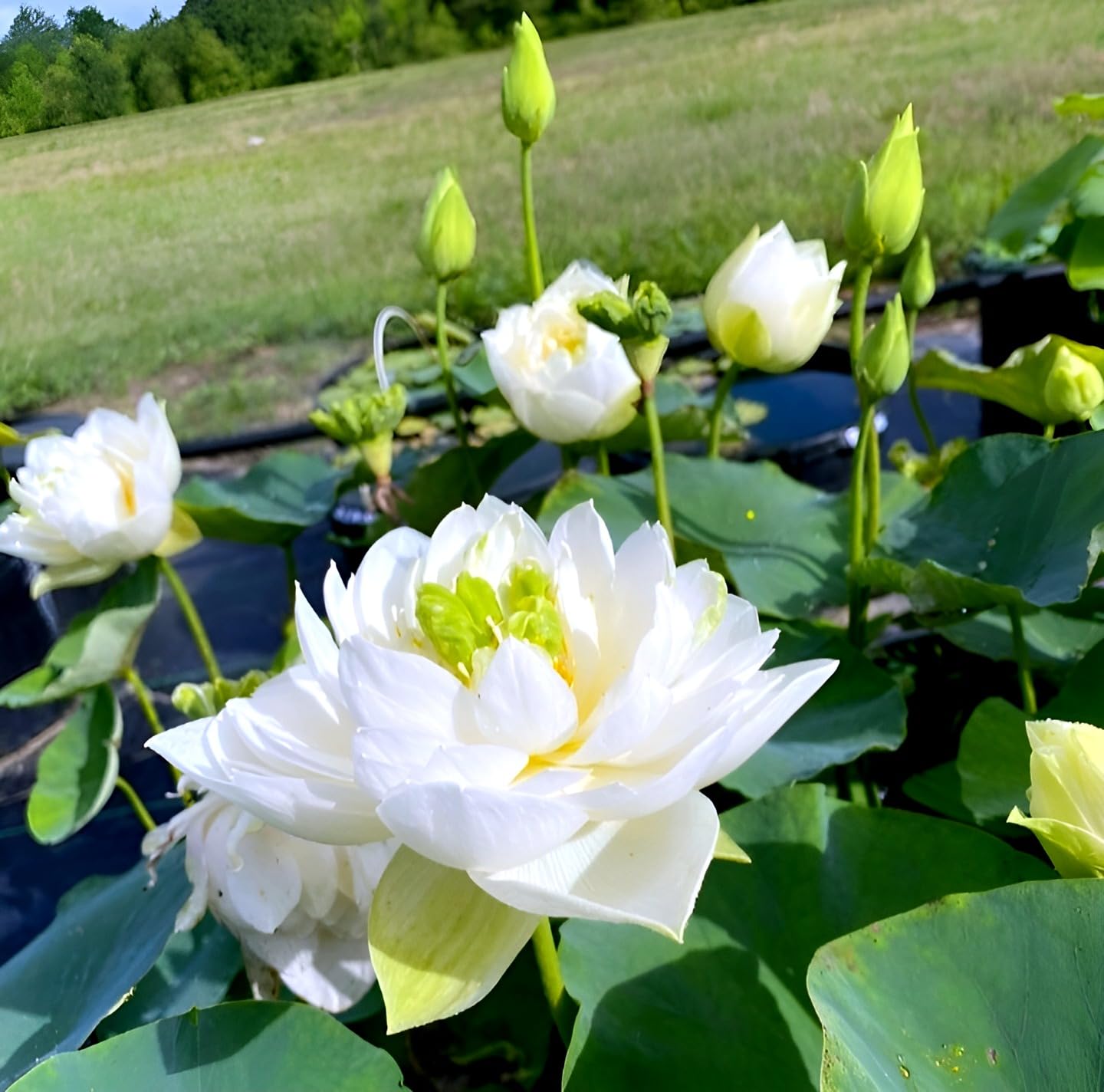 - Hidden Enterprise- Beautiful Short Time Grow White water Lilly Lotus flower (Root/Tuber) Plant pack of 1ll Wonderful Healthy Live Outdoor &Indoor Flower plant