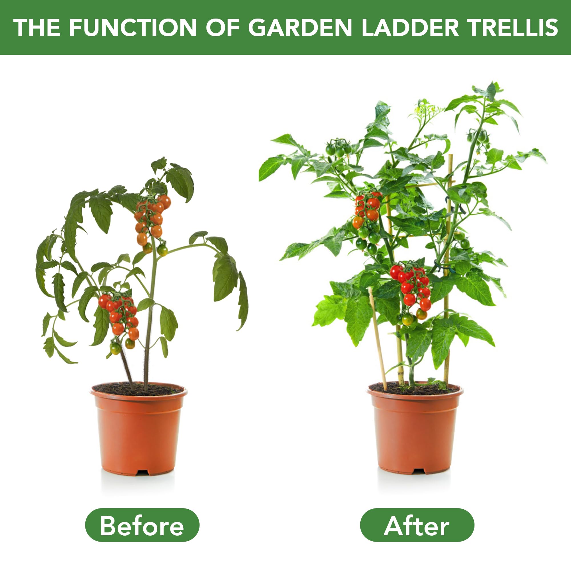 SWANGSA Enrejado de bambú de 2 pies para plantas trepadoras, paquete de 6 enrejados de bambú en forma de abanico con 50 lazos giratorios para plantas en maceta de exterior e interior