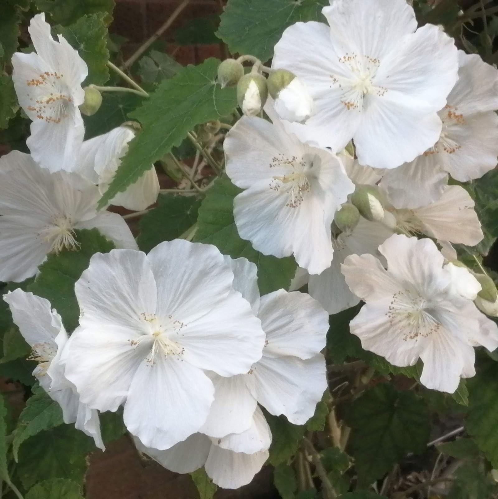 Plant World Seeds - Abutilon Vitifolium Album Seeds (Hardy Shrub Seeds)