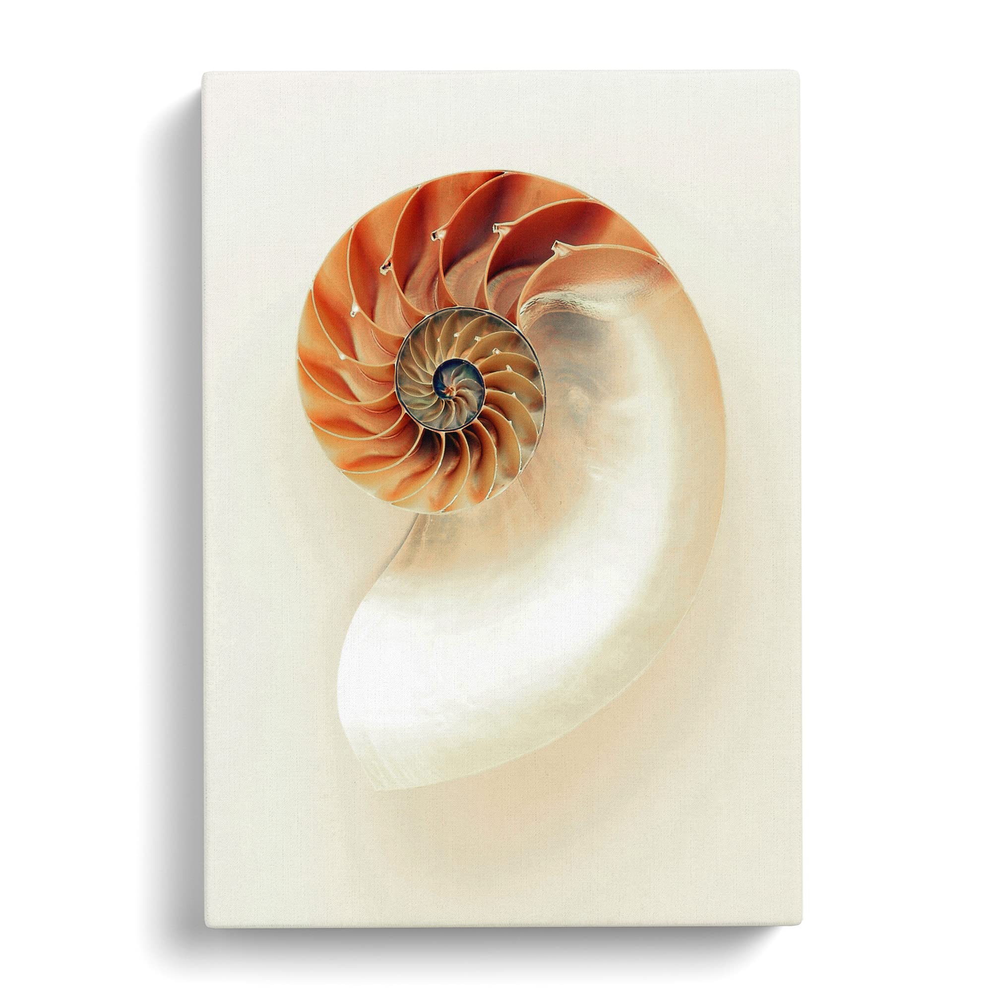 Mother Of Pearl Shell Canvas Print, Mixed, 25L x 50W cm - Image 3