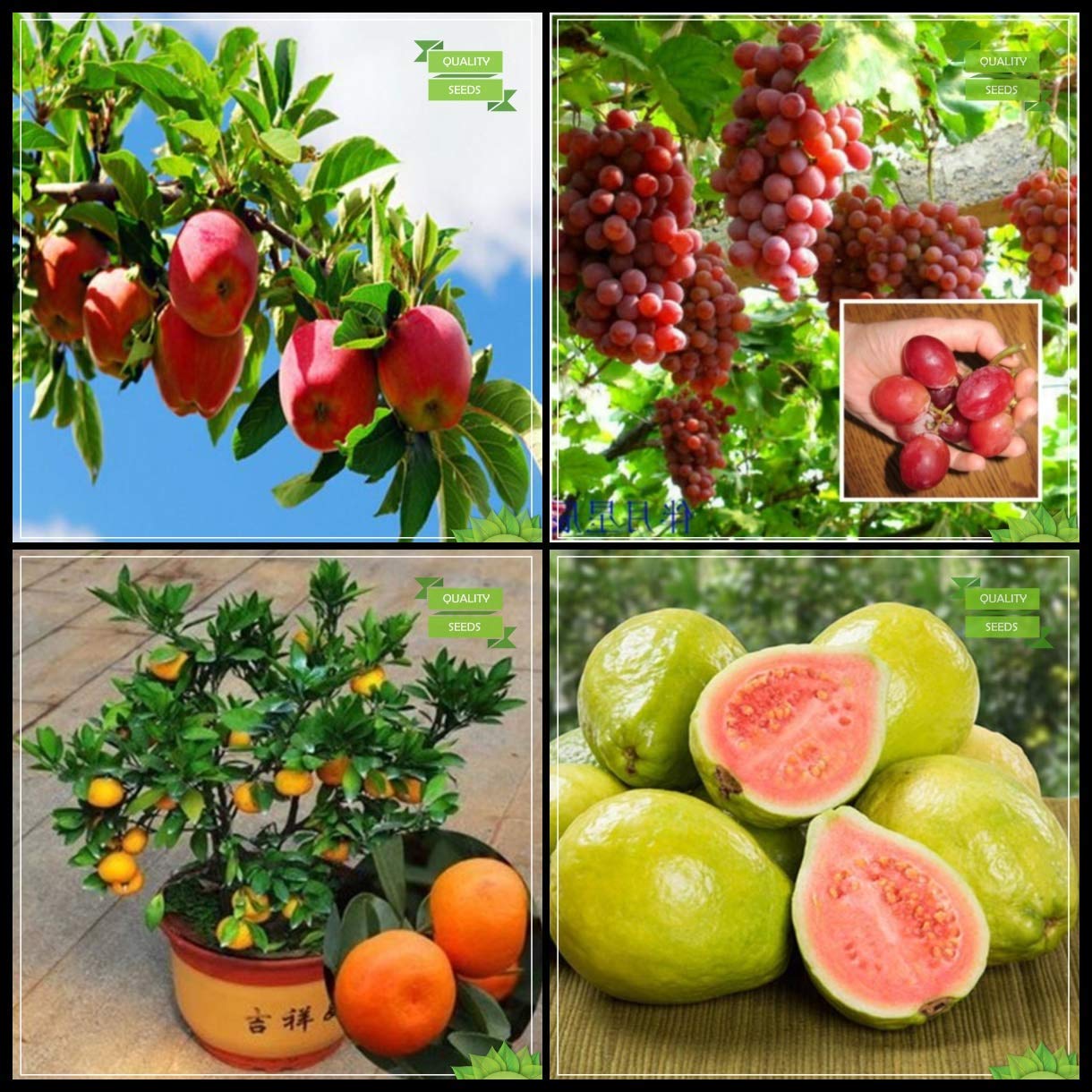 BONSAI SUITABLE Dwarf Fruit Seeds Combo of Apple, Grapes, Guava, Orange -5 Seeds Each (B095YWJJH8) Amazon Price History, Amazon Price Tracker