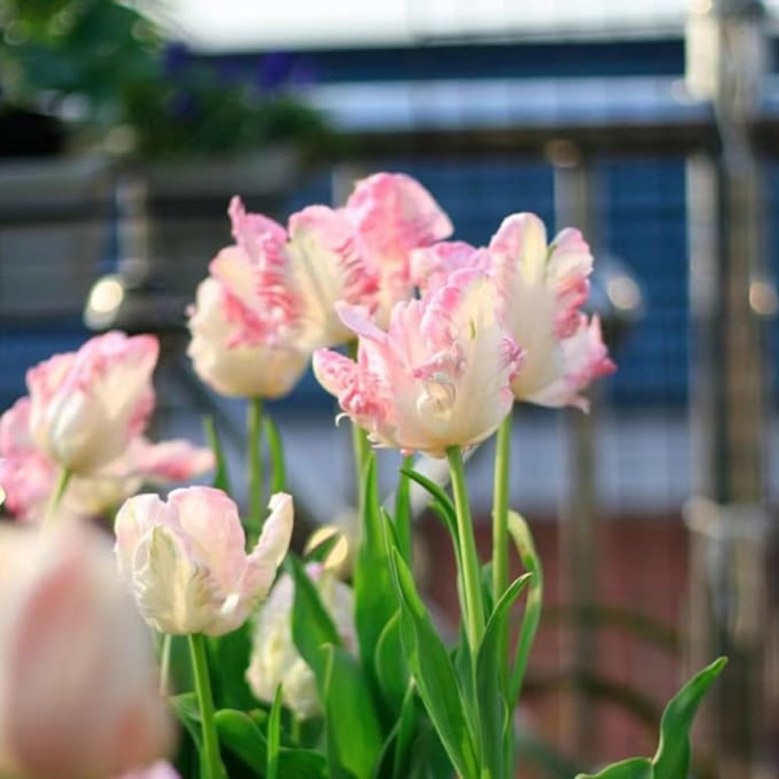 Tulip Bulbs Excellent Display Indoor Perennial,Tulip Tubers UK,Flowering Rhizome,Tulip Bulbs Mix,Greening Flower,Balcony Garden Bulbs.-25Bulbs-J