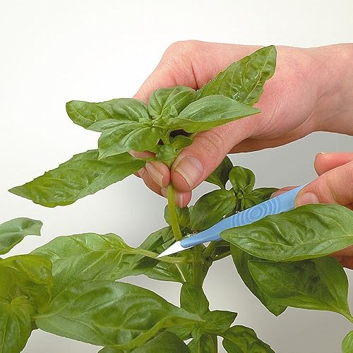 Miniatura 4 de Growth Technology Root Riot - Paquete de 24