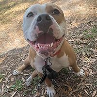 Vista 137 de Best Pet Supplies - Bolsas para limpieza de excremento de perro, rollo de repuesto, uso en exteriores, a prueba de fugas y desgarros, plástico