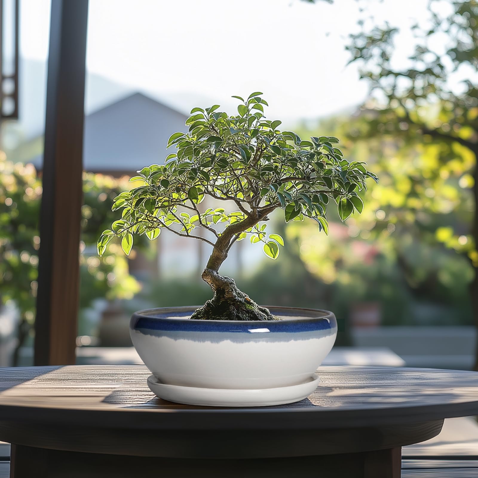 SQOWL Bonsai-Töpfe Keramik - 20,3 cm Sukkulenten-Pflanzgefäße für den Innenbereich, Sukkulententopf mit Drainageloch und Abtropfschale, flacher Keramik-Pflanztopf für den Außenbereich, runder