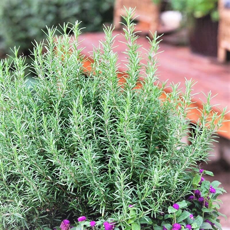 Gromax India Summer Season Best Rosemary plant Herb Seeds (Hybrid) Best For Home Gardening (Pack Of 40 Seeds) (B0C28C72VN) Amazon Price History, Amazon Price Tracker