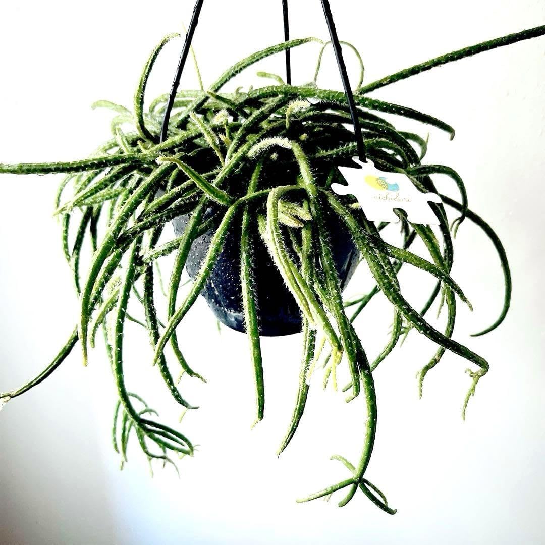 中学生の教え方｜指導料30分875円〜 | 家庭教師のあすなろ｜東海・北陸