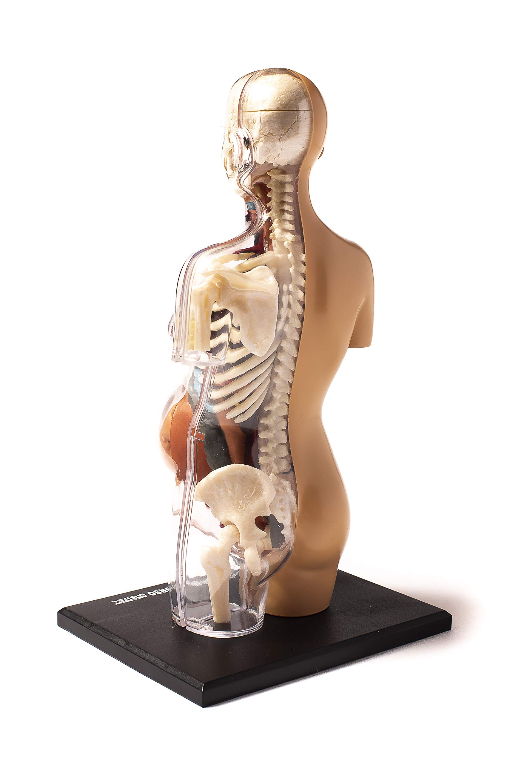 Thames & Kosmos , 260840, Human Pregnancy Anatomy Model, Learn About Human Pregnancy, 30+ Parts with Stand, Ages 8+