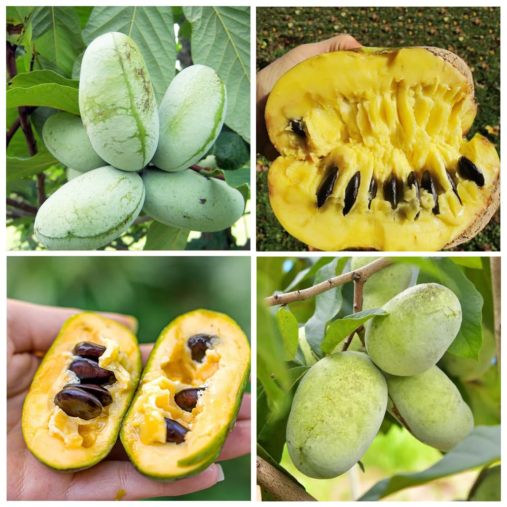 Live Pawpaw Fruit Tree Seedlings – Ready To Plant