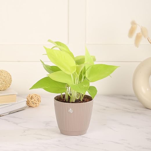 Nurturing Green® Money Plant Golden in 3.7 Inch in Mocha Self-Watering Pot |Air purifying plants for home and office | Ind...