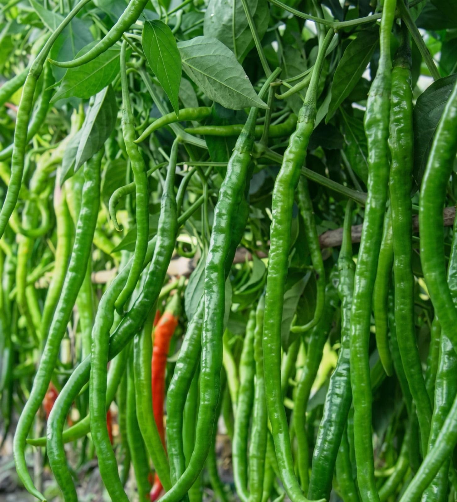 Long Green Chilli Seeds (1 Feet Long) | High Yield Spicy Chilli Seeds (200 Seeds Pack)-picture-21